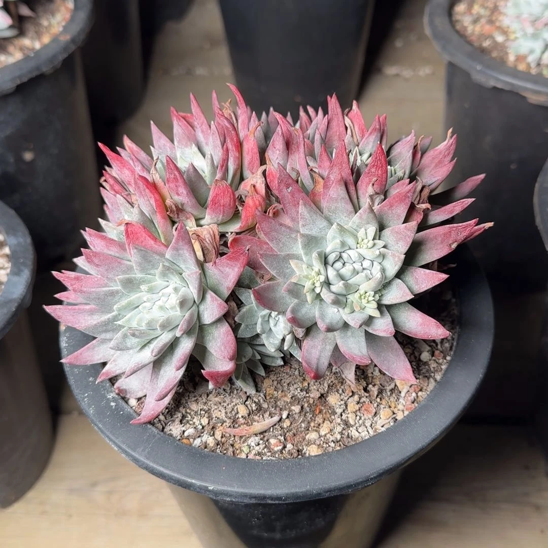 大***桃20250203w多肉桃桃