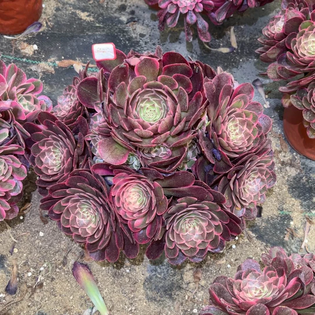 939多肉植物粉花妖