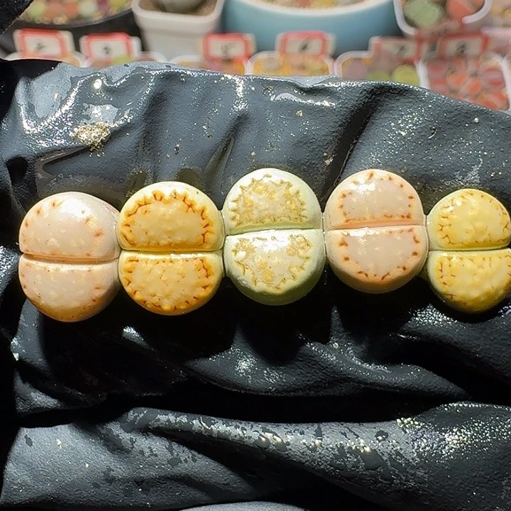 生石花1122222。  310