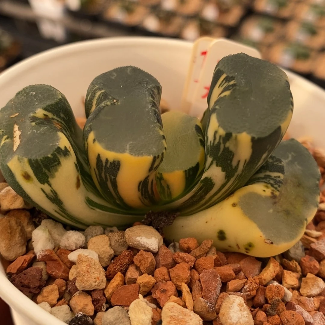 73号大久保蓝镜玉扇锦多肉