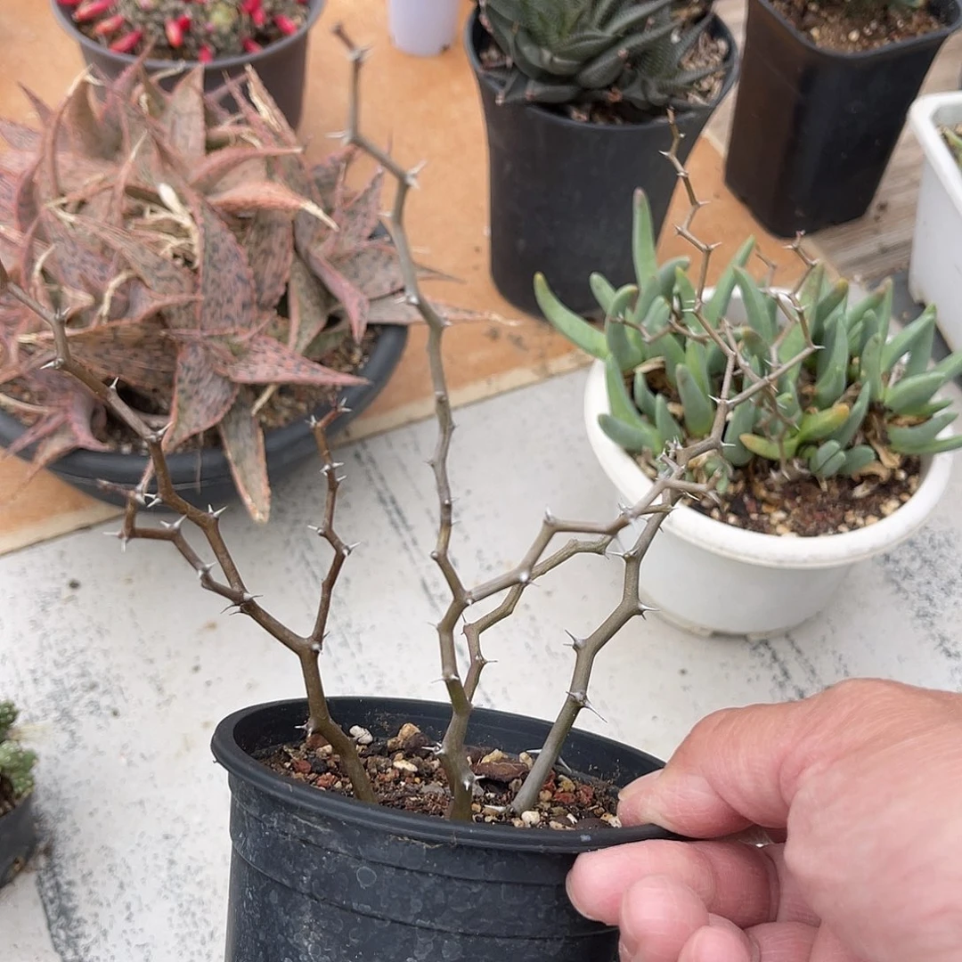 弯曲龙大老桩一物一拍