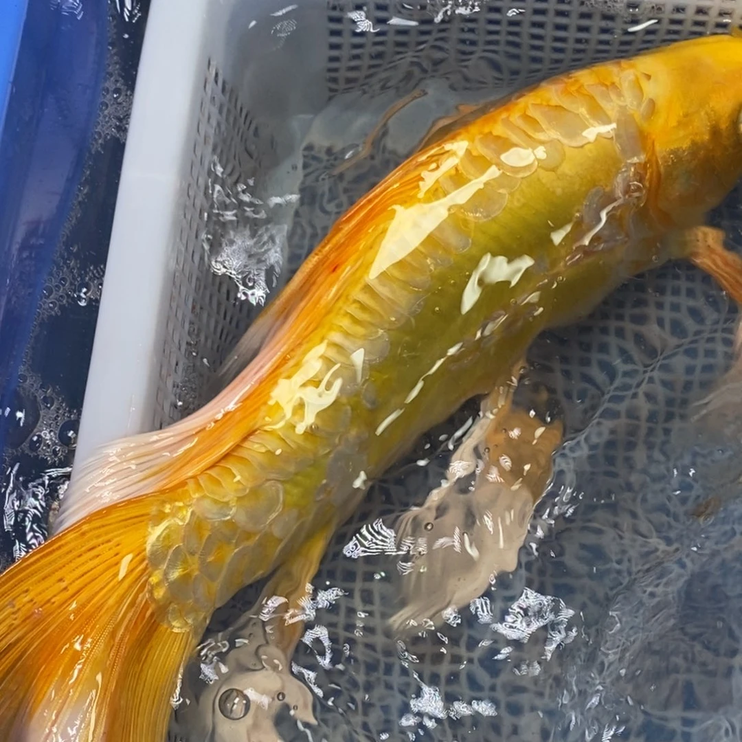 锦鲤冷水锦鲤包邮
