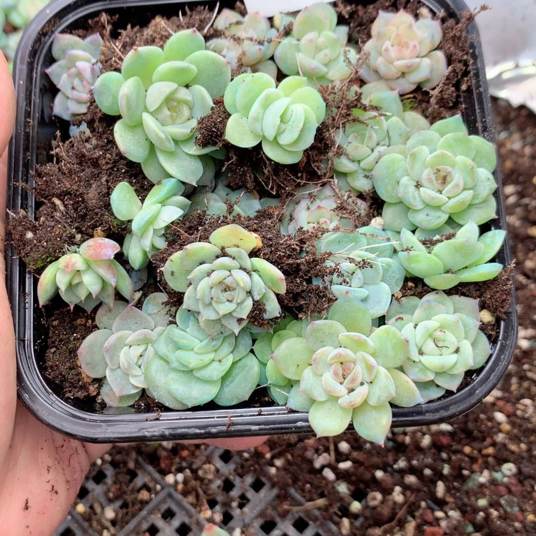 雨***无花朵Z127英语英语