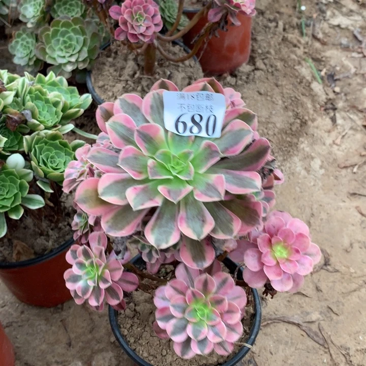 680美杜莎手捧4号