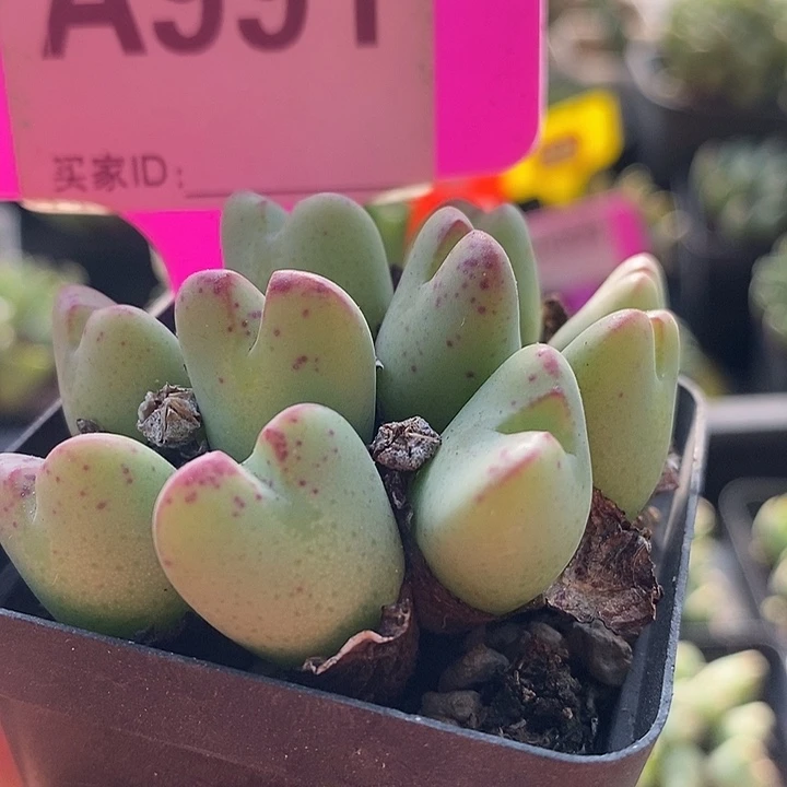 今天下午在医院的医院991