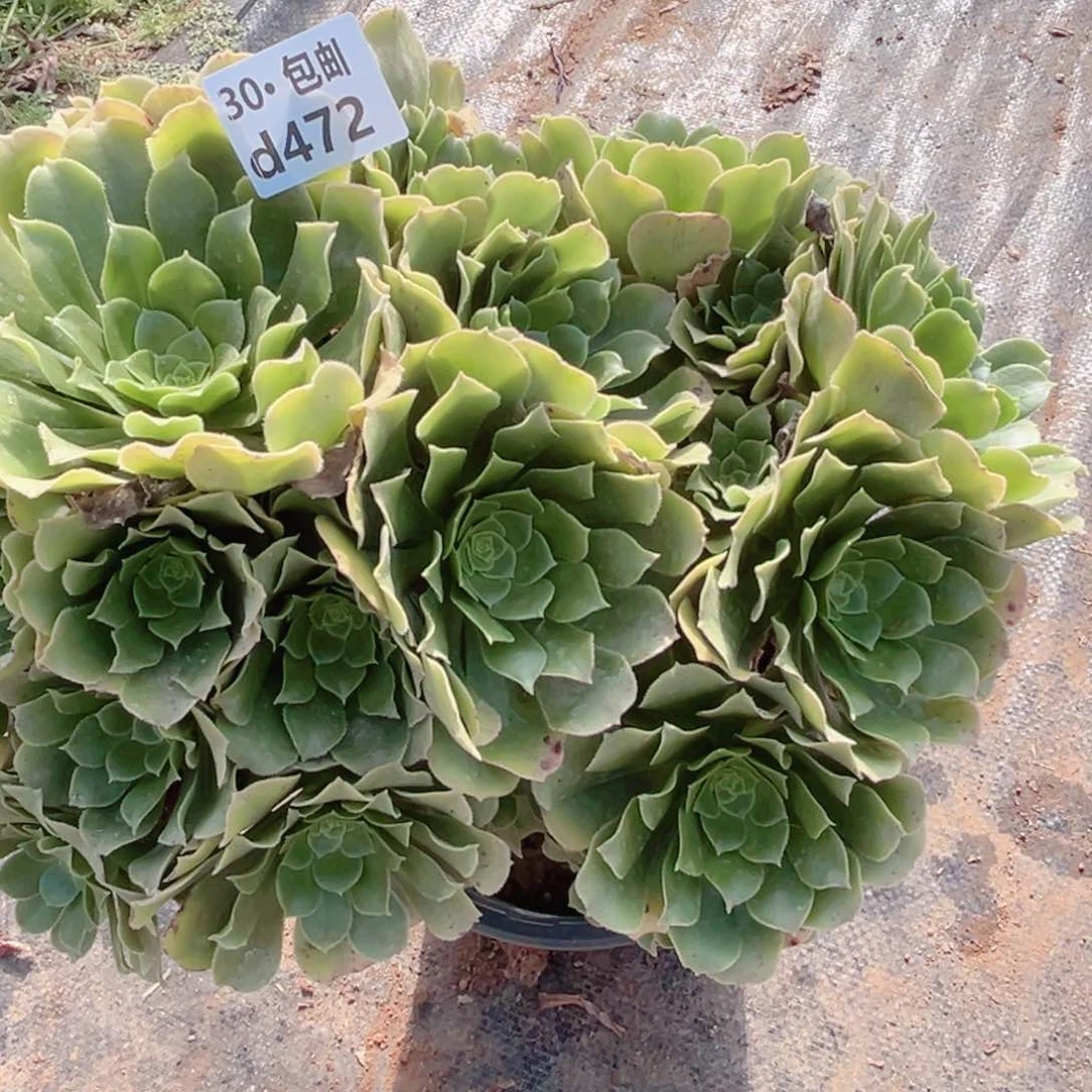 472绿杨蓉多肉法师