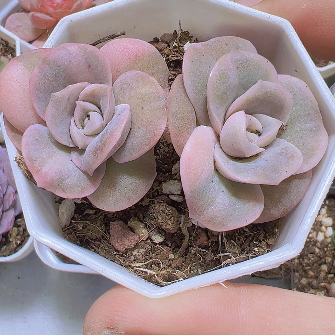 双头可爱玫瑰锦19包邮