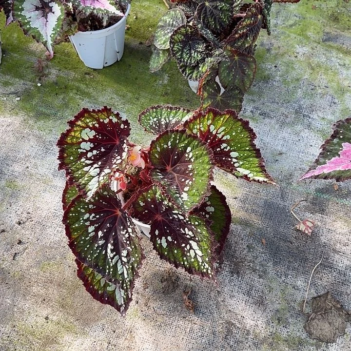 完全开放抹茶巧克力