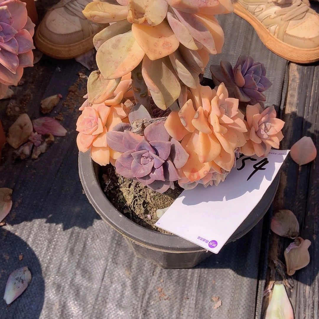 吉***！一物一拍多肉外播紫乐锦754