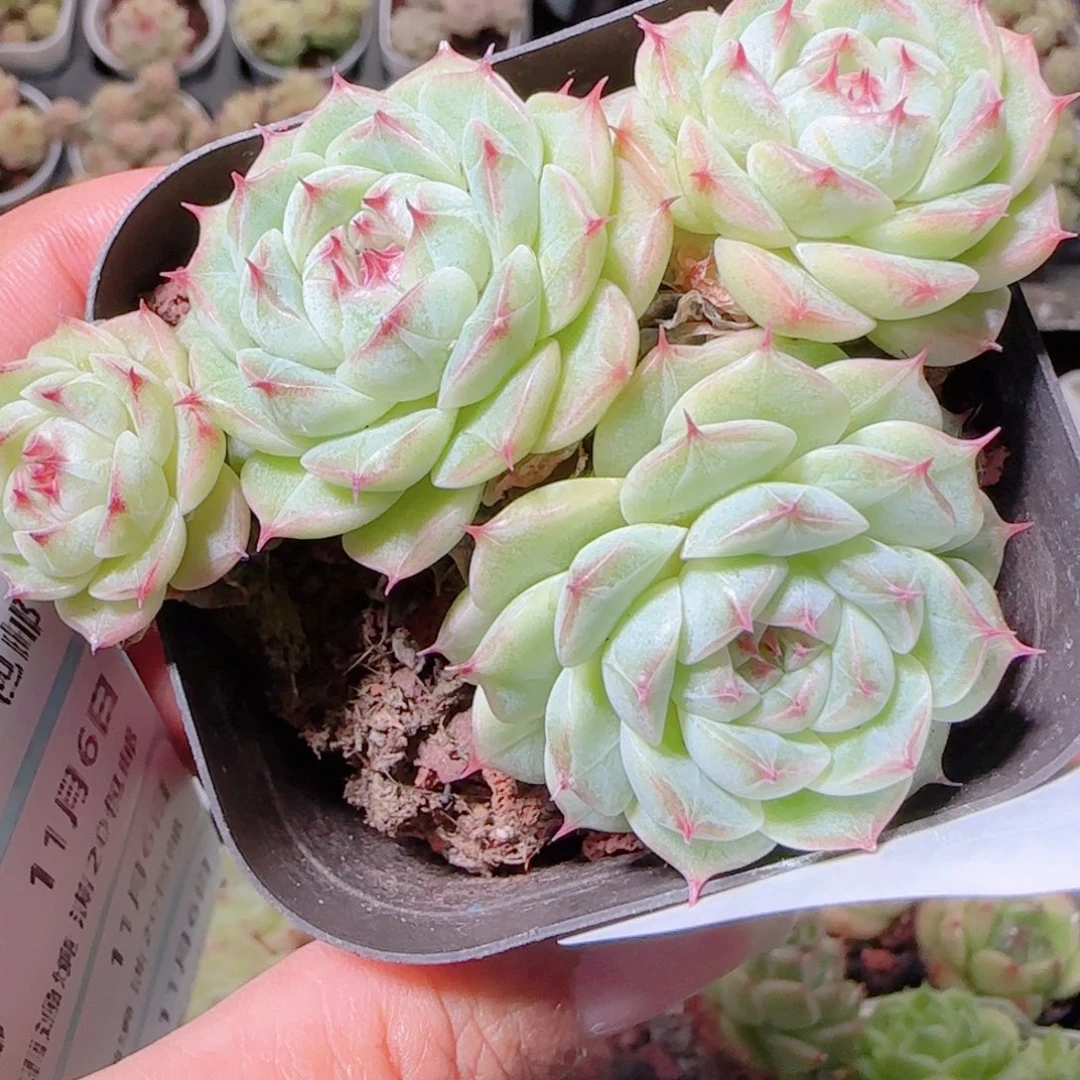 花语逸镜1106-37散