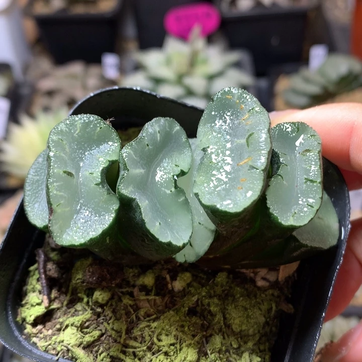 紫镜带盆土发货后