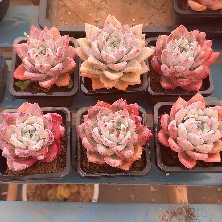 北极熊多肉单头一物一拍