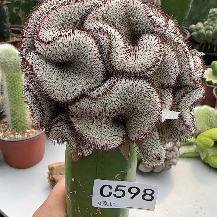 ℳ****洋嫁接直刺佩雷缀化598