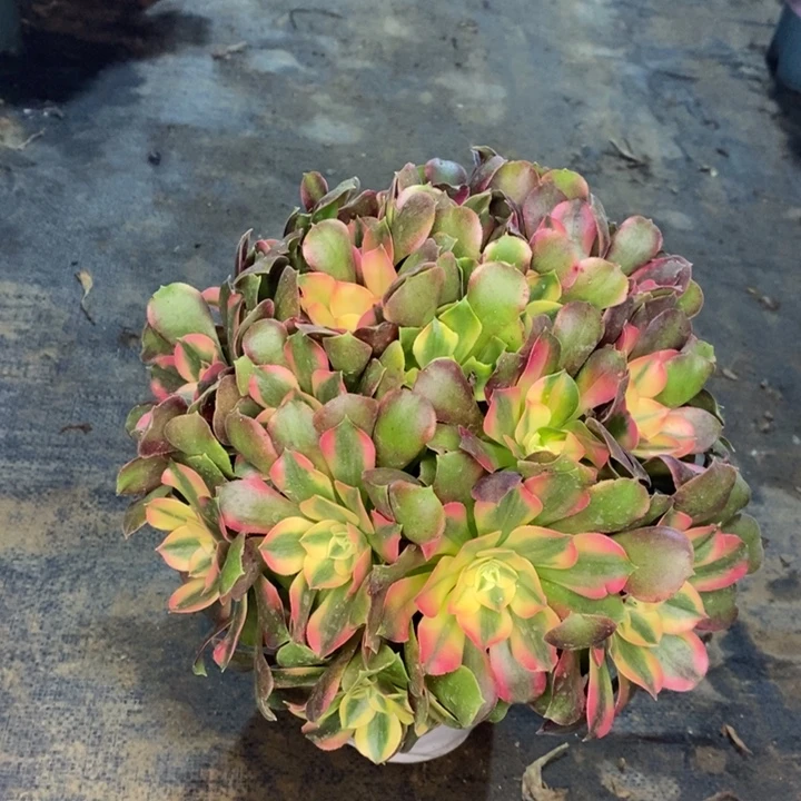 香妃多肉植物33。