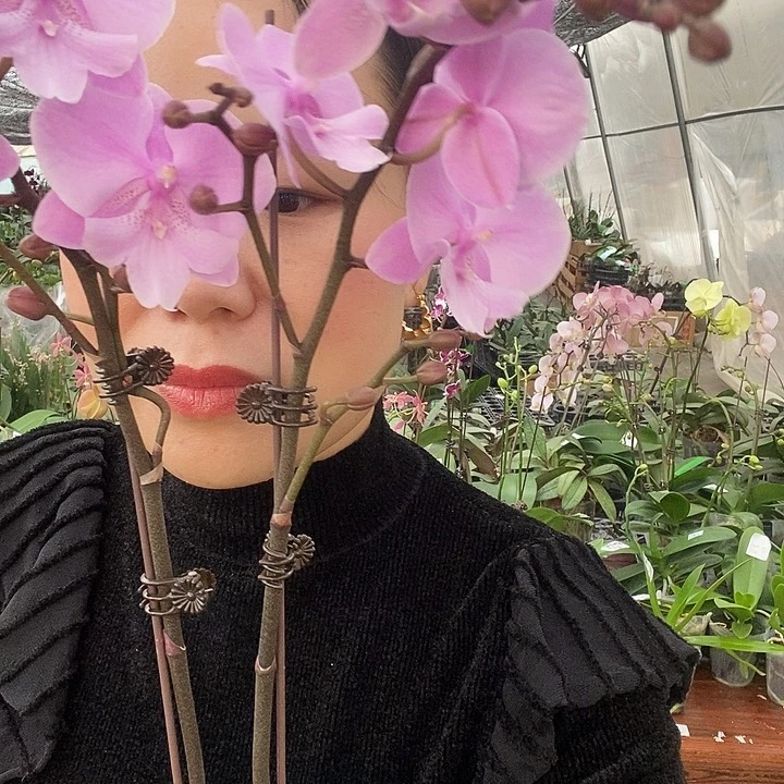 无花朵禹城王子蝴蝶兰