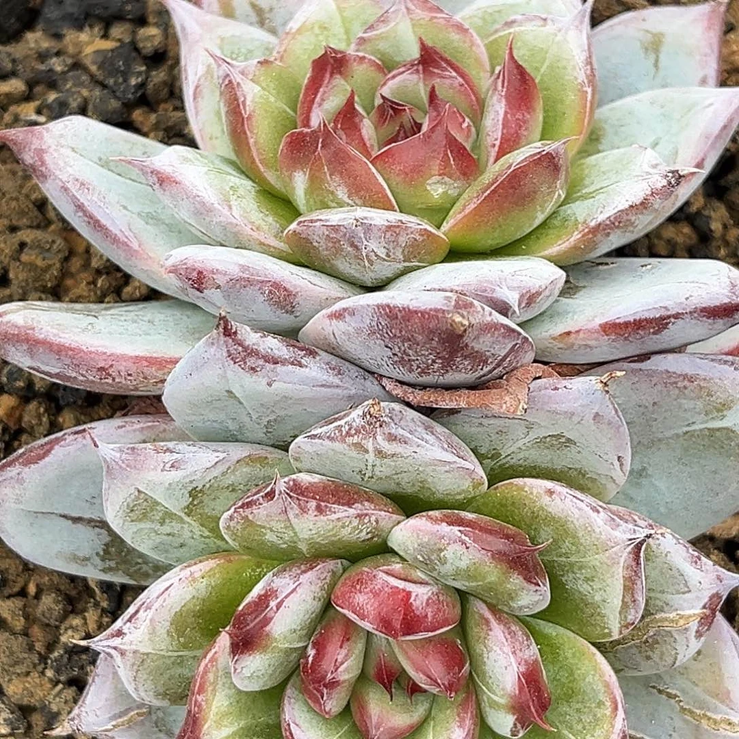 黑瓦斯多肉植物一物一拍