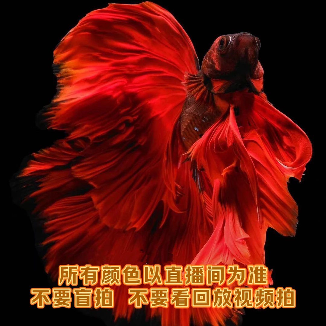 C1 (97-120) 泰国精选婚纱斗鱼小型热带观赏鱼（直播间选鱼）