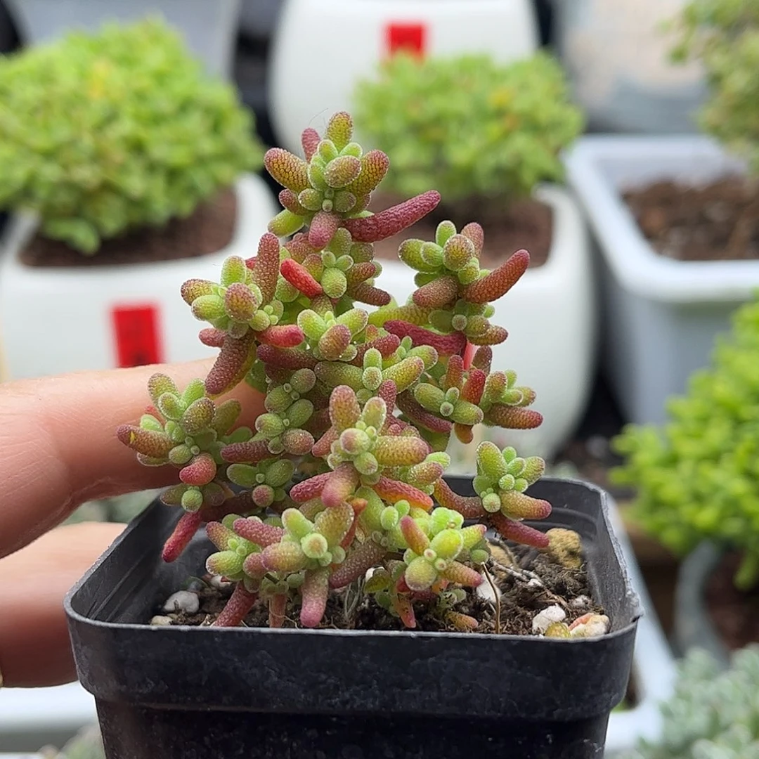 蜜桔糖球优选枝干番杏