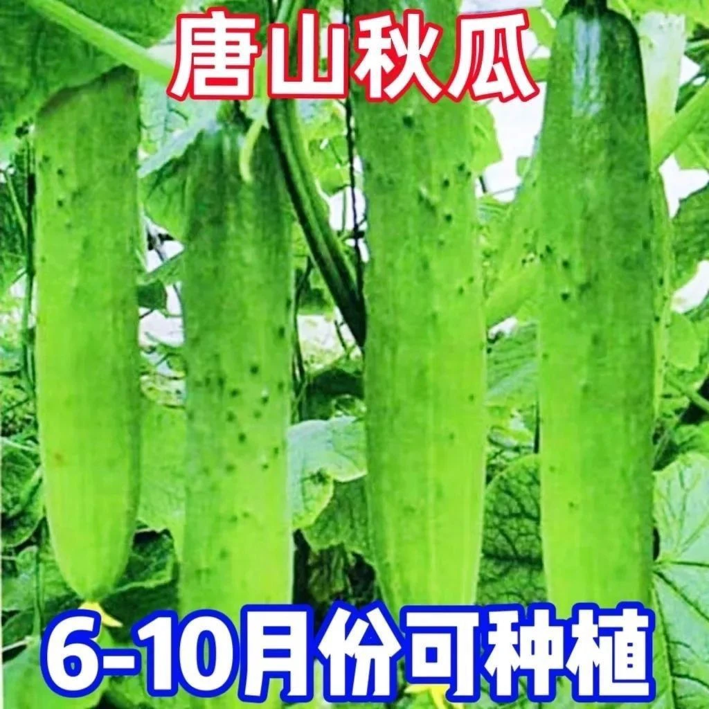 唐山秋瓜种子秋黄瓜高产水果黄瓜阳台盆栽春季秋季易播种蔬菜种子