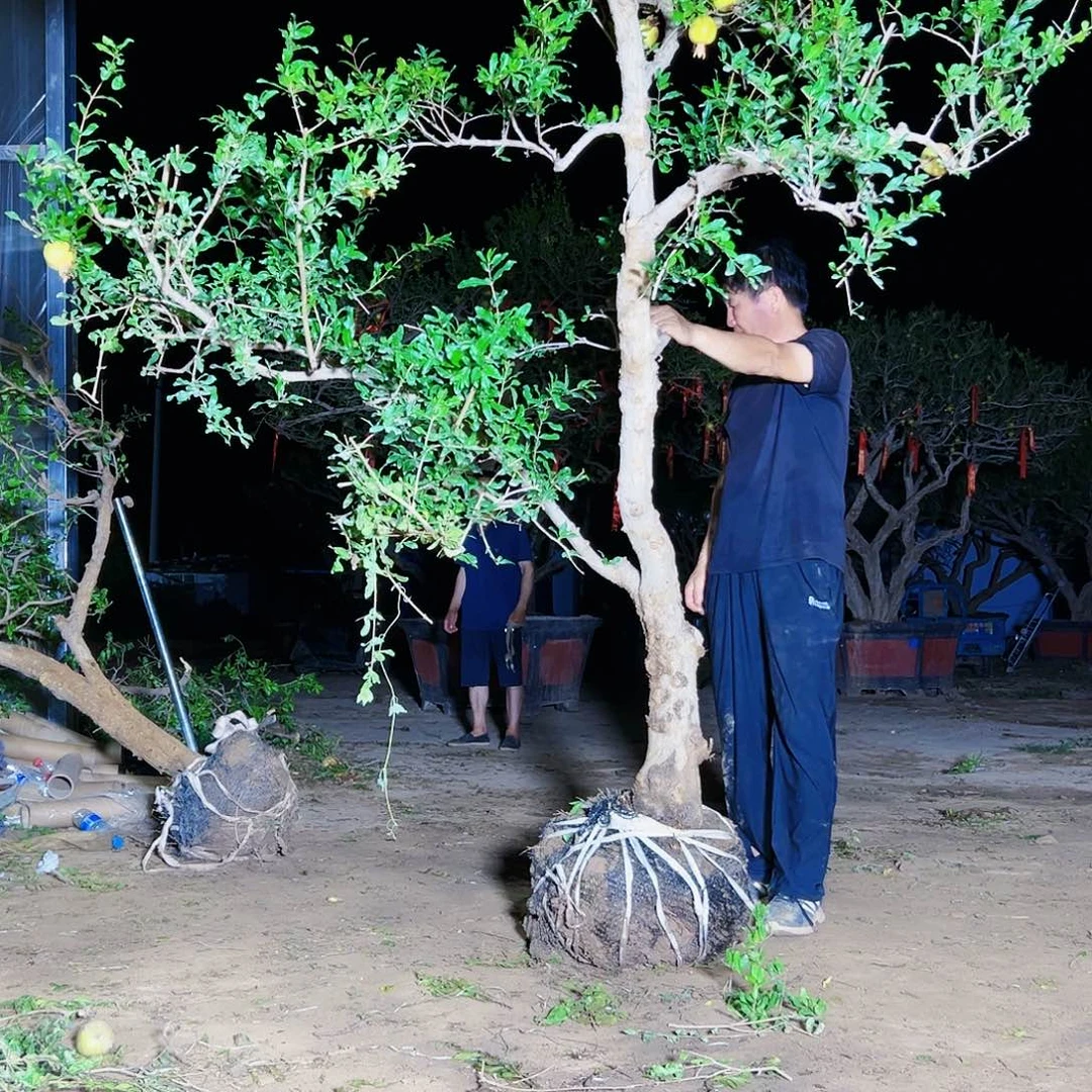 无花朵健健康康快快乐乐