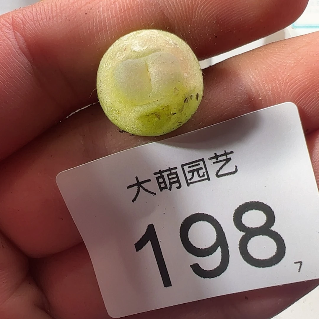 0000198 一物一拍……