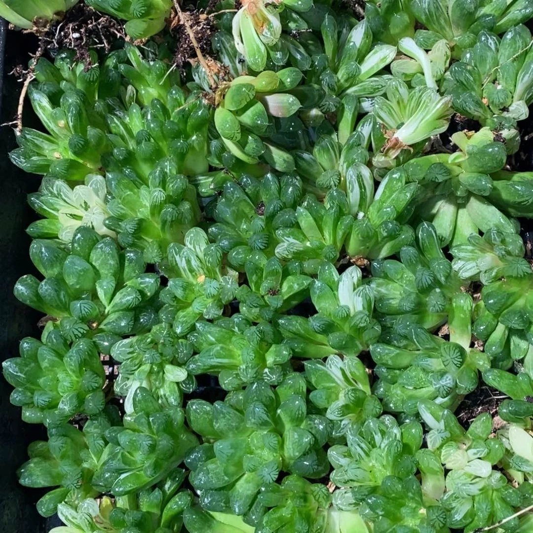 1229 一颗实生苏皇玉露。双12整点福利