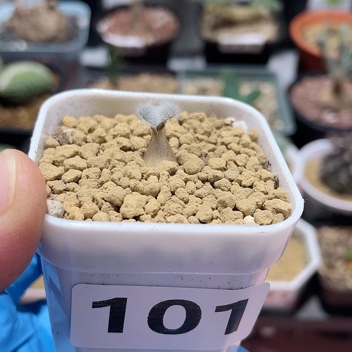 101迷你毛叶石蒜块根