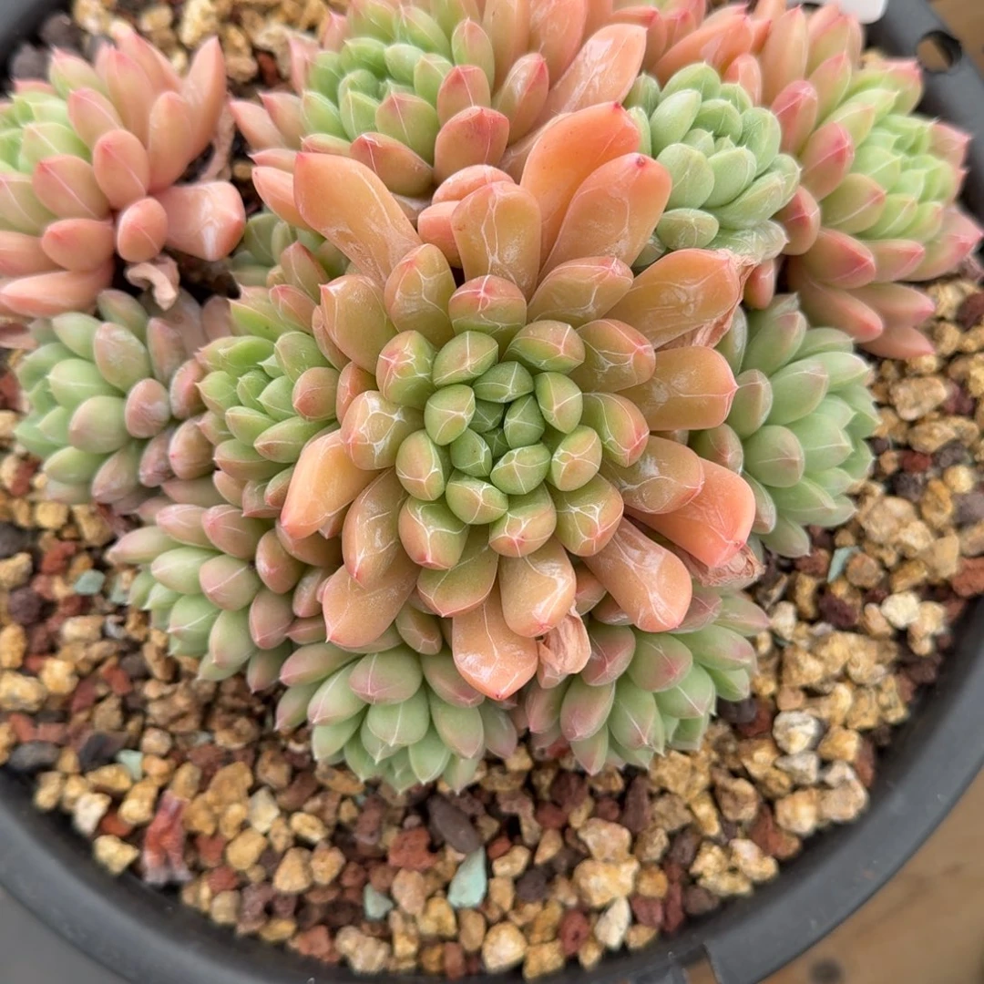 听***你无花朵肉肉肉肉肉肉肉肉肉肉