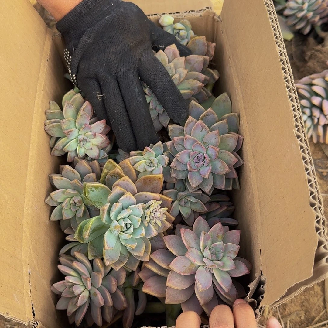 淡雪断枝箱装 不包损11.8