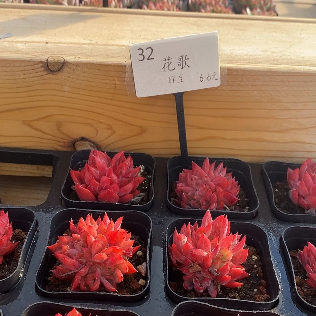 32花歌群 福利多多