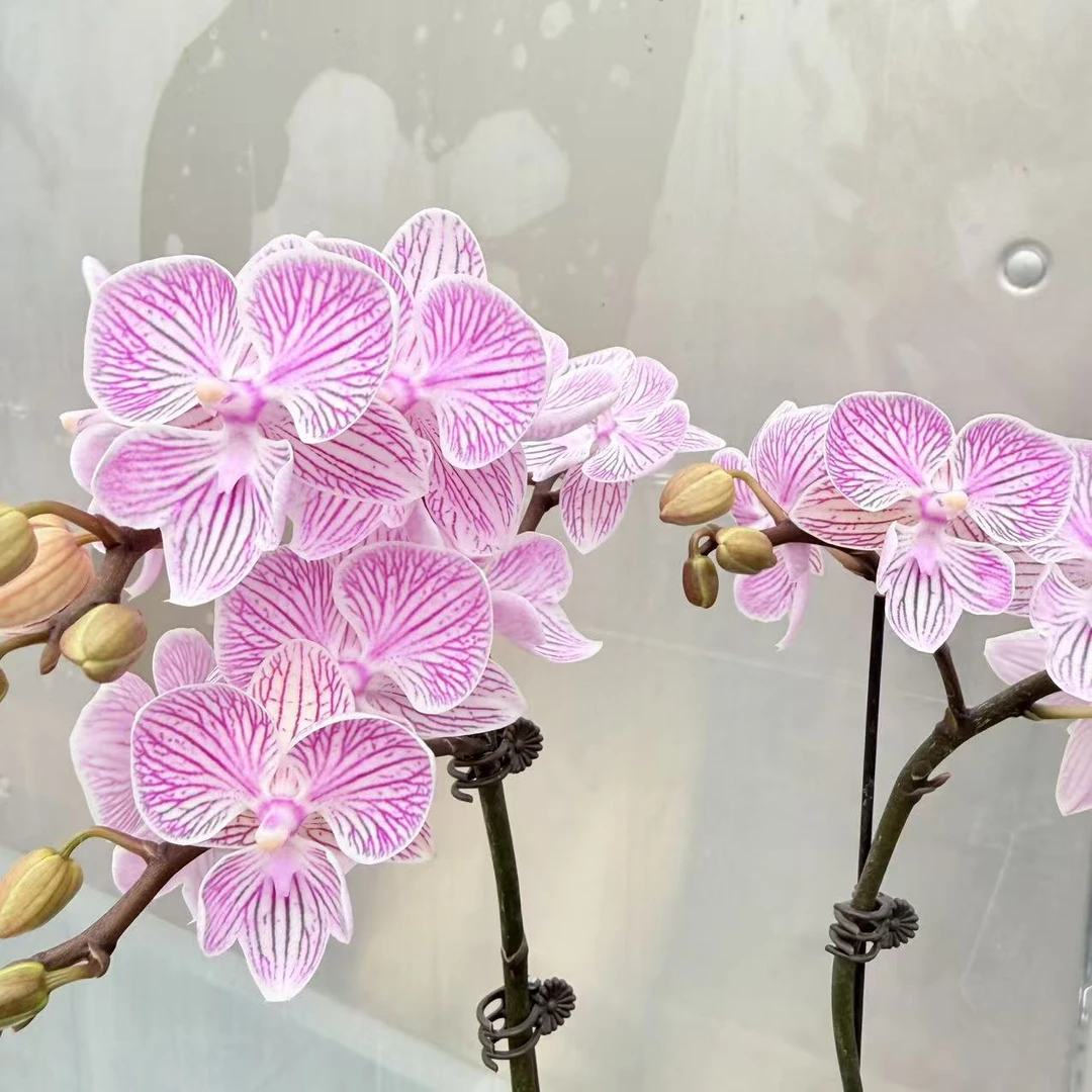 【樱花】精品蝴蝶兰  艺术花卉  带线条 好养耐养 苗情优质