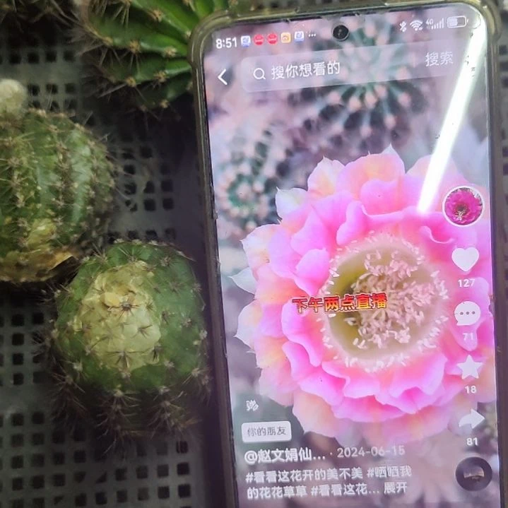 仙人球彩草彼岸侧芽5公分以上福利