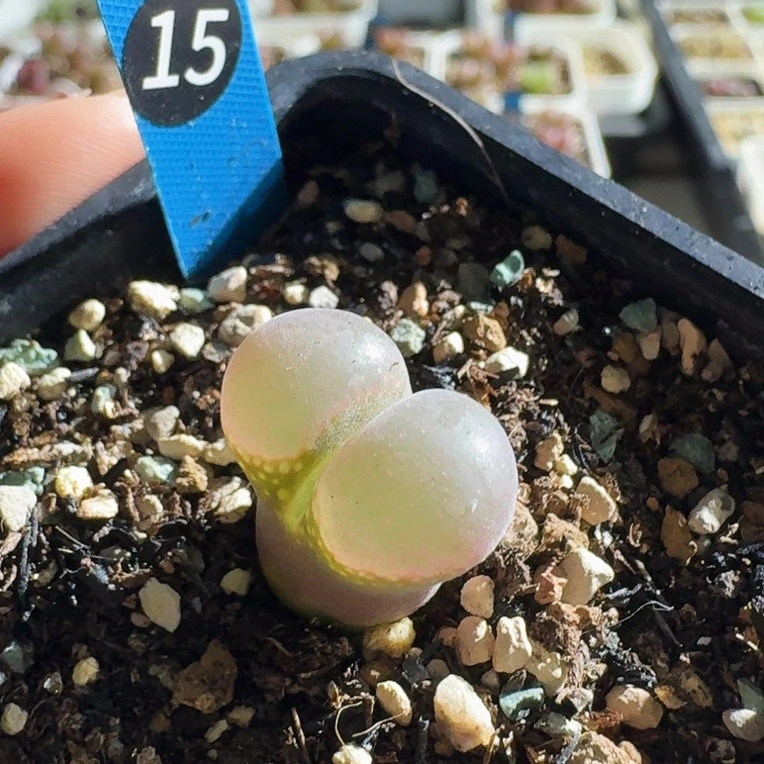 崔***儿多肉植物福利风铃373