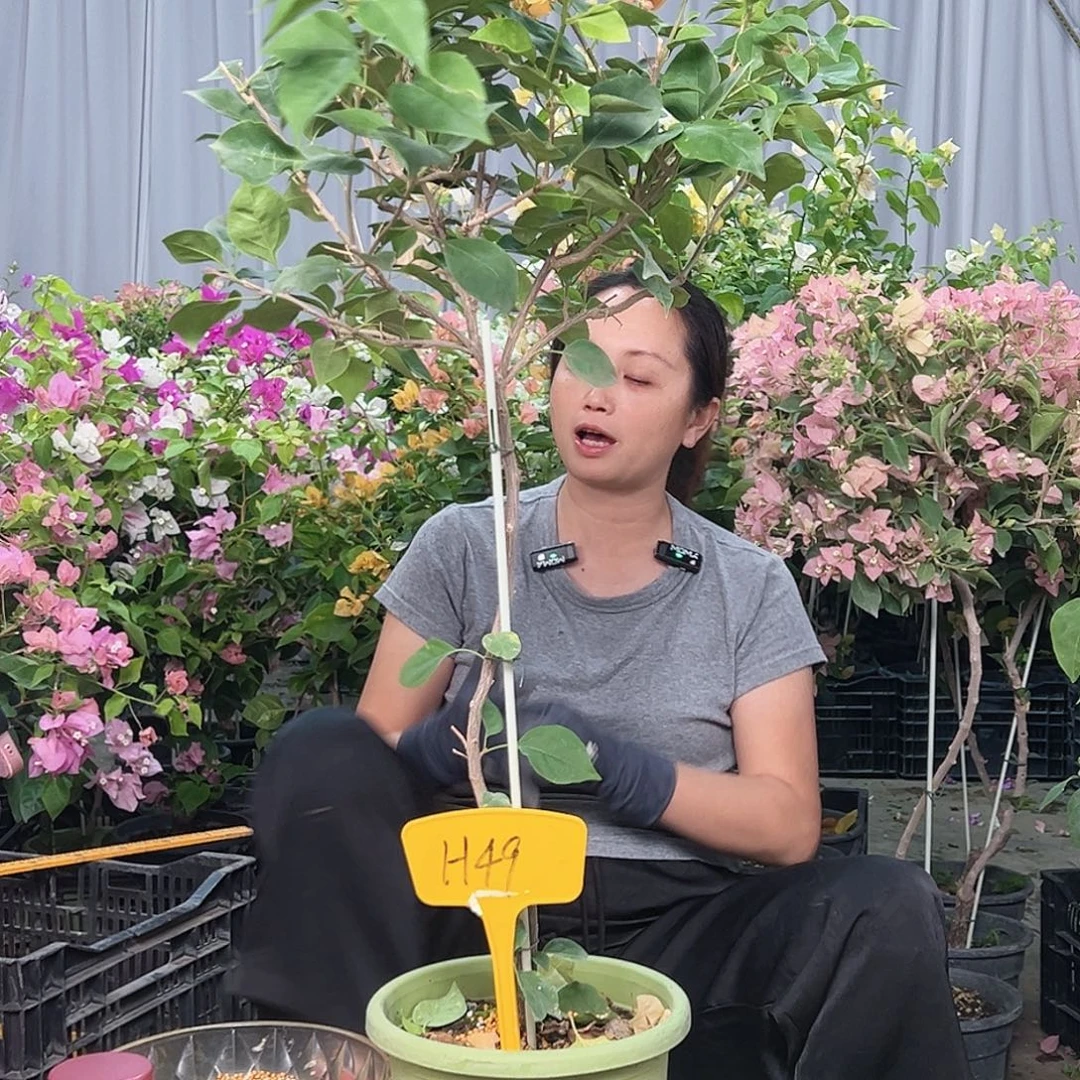 牵****当前无花栽培后可以开花H49金色光辉