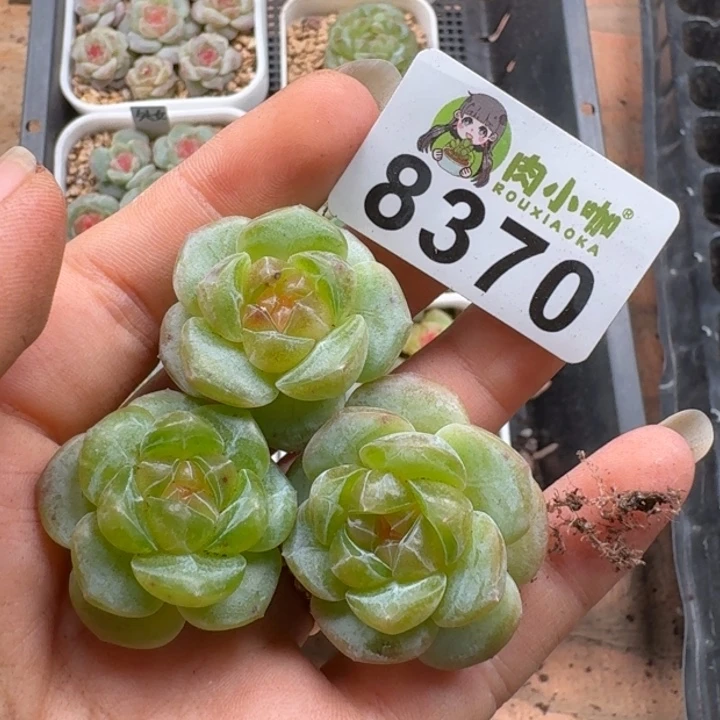 多肉植物多肉植物