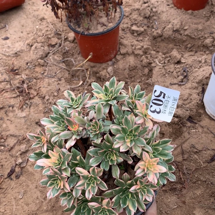 503甜茶手捧2号棚