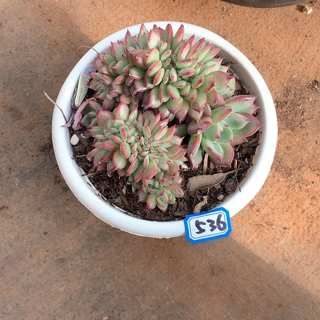 536拉糖 一物一拍多肉