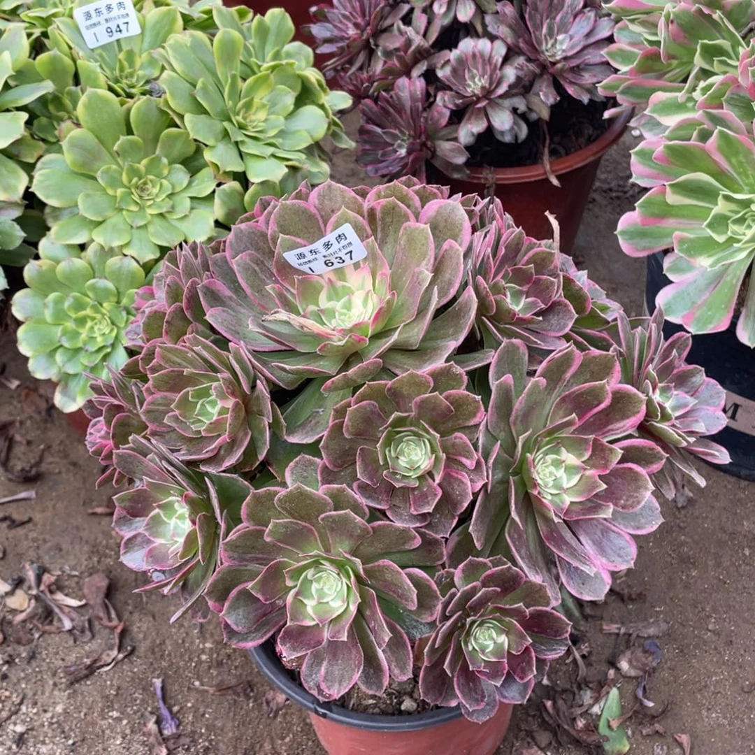 637万紫多肉法师断枝不包