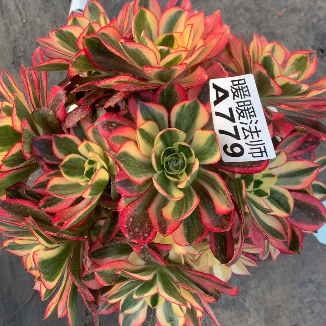 紫砂茶杯A779–魅影168福利