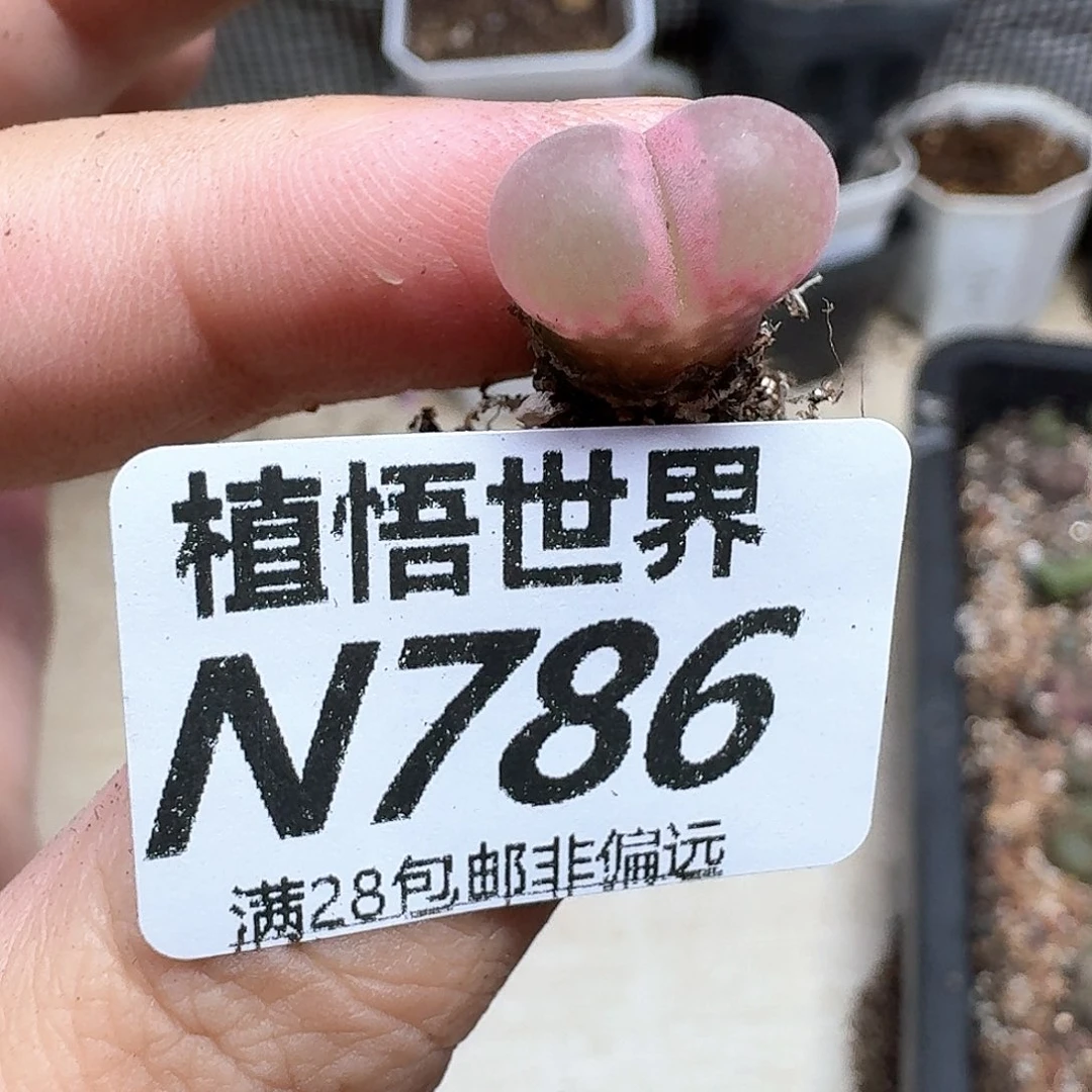 多肉植物的润泽需