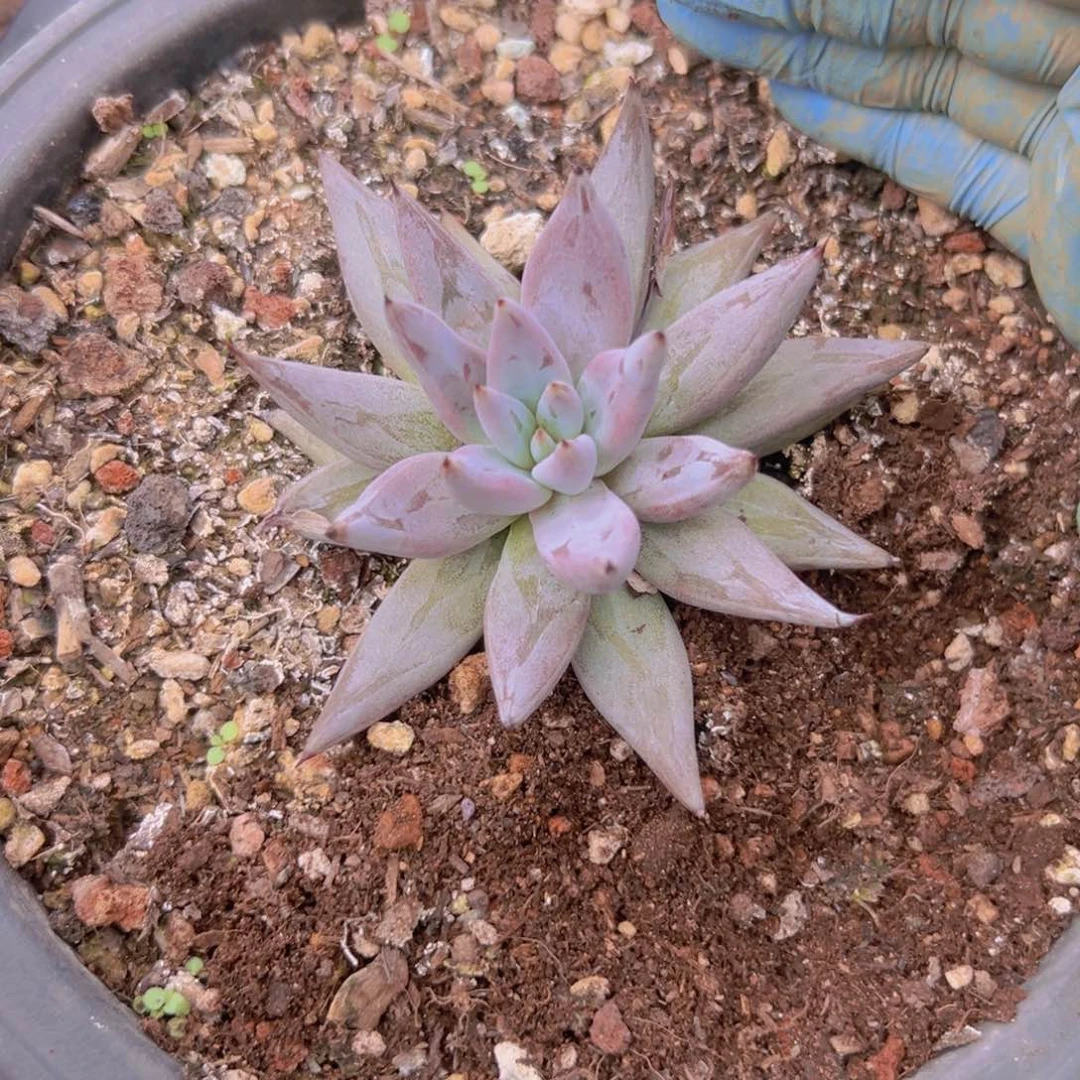 魔抓一个单头基地直发