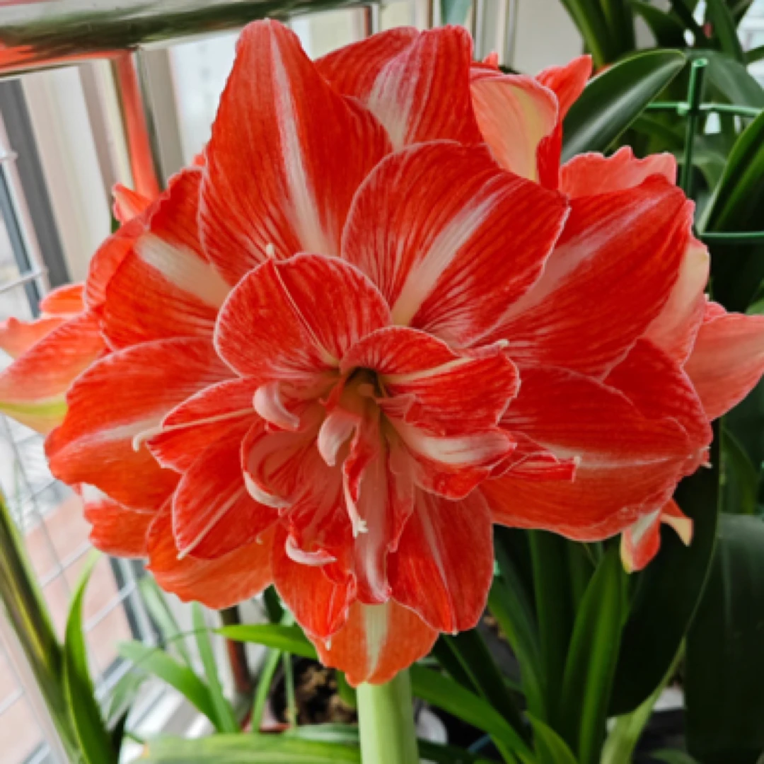 【阳光少女】朱顶红包对版重瓣大花自然种球