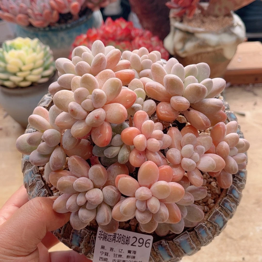 296香芋德华多肉