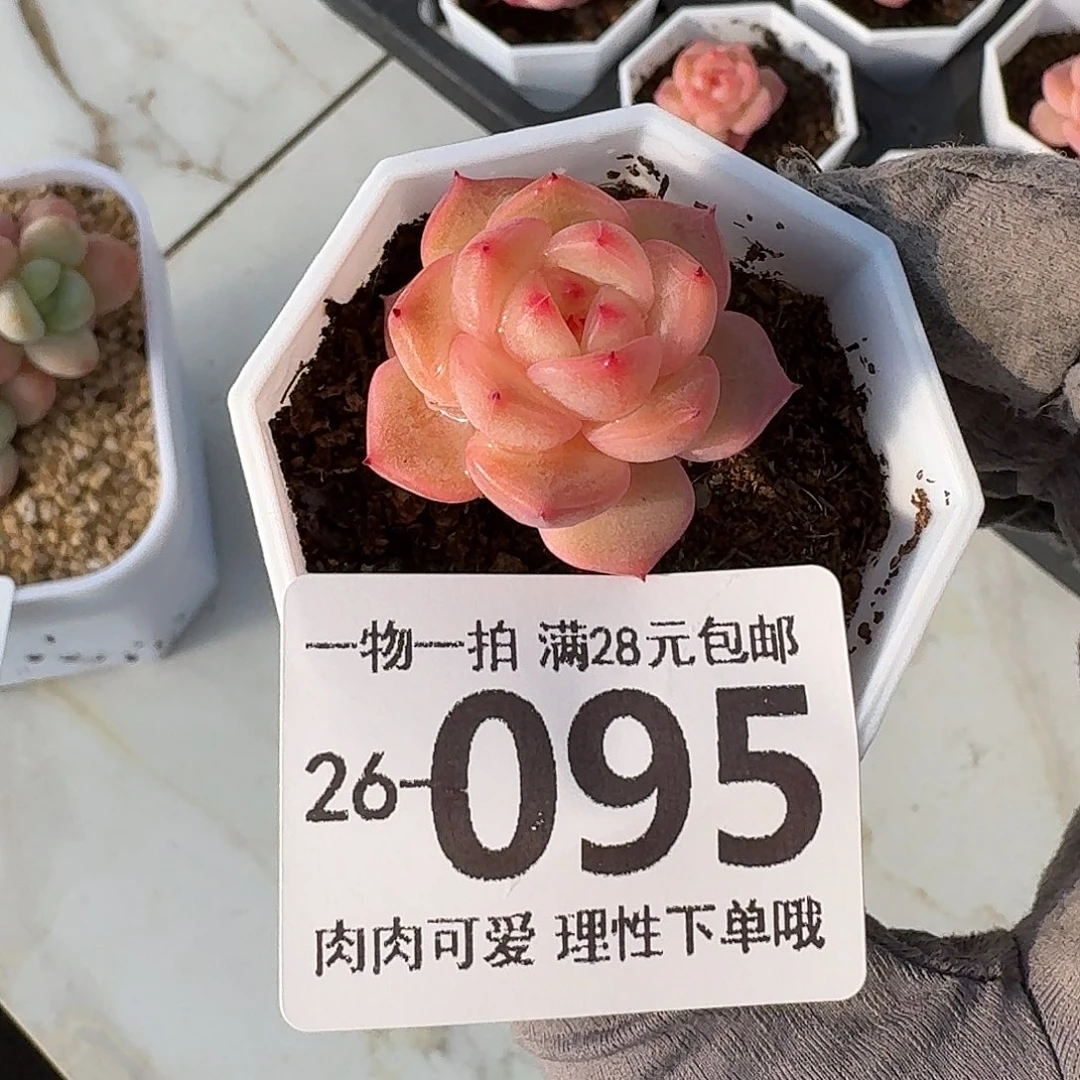 阳光玫瑰无盆土发货无