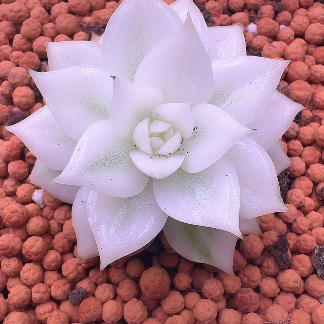 黑水晶大宽锦一线天