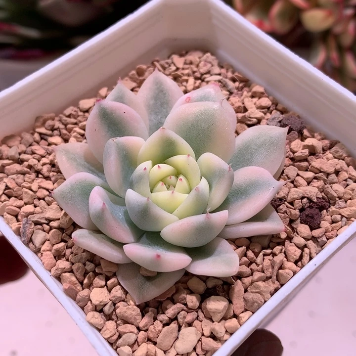 阿尔巴西施腹轮锦锦
