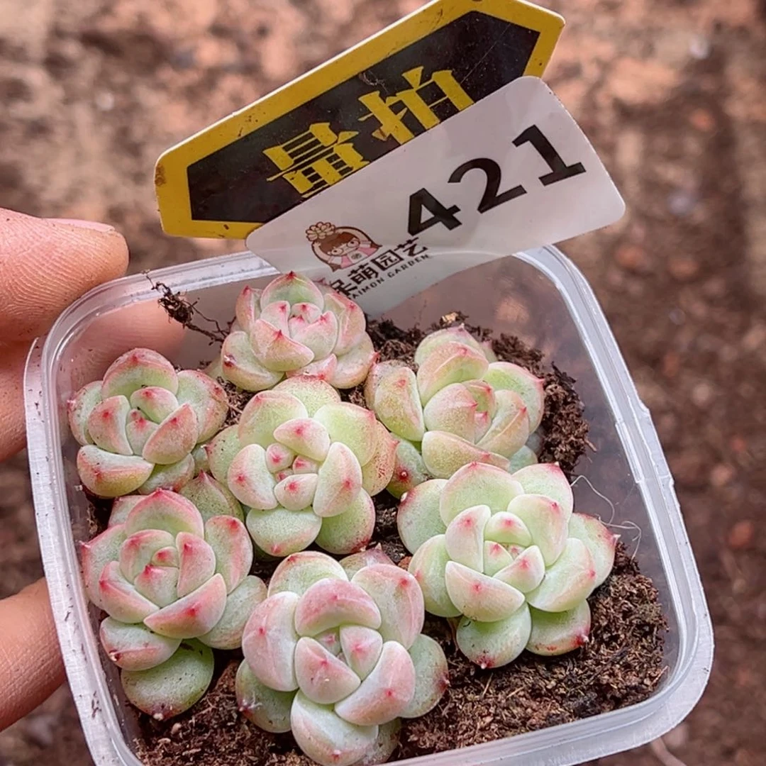 多肉植物多肉植物