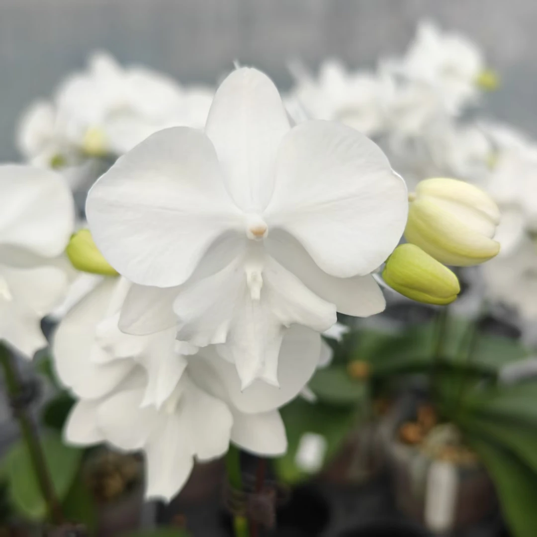 3.5寸台湾品种 永宏雪诺季 纯白色中花型