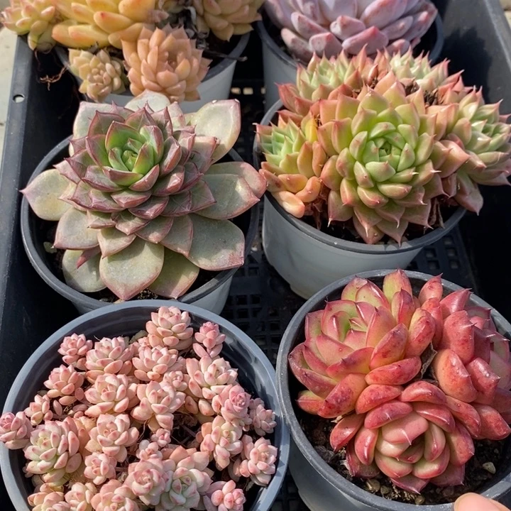 100 多肉植物盆栽花卉