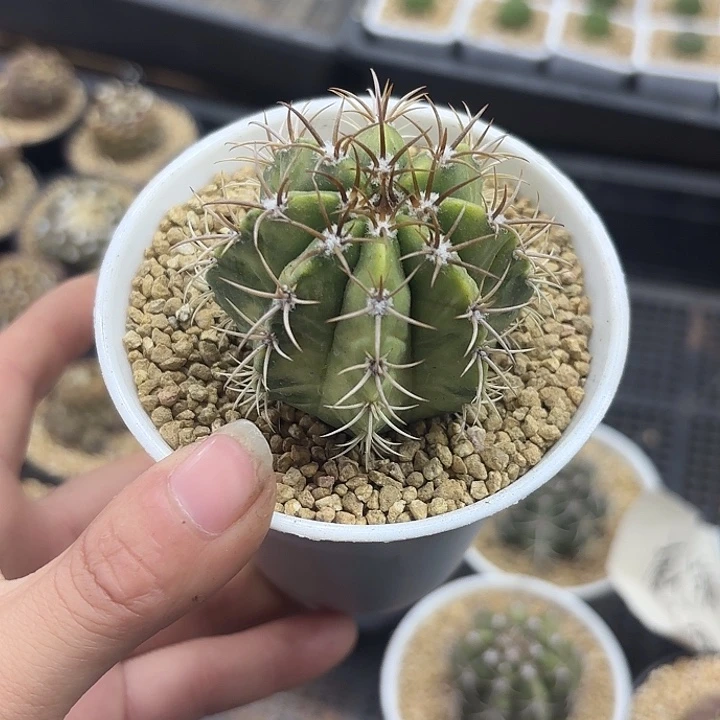魔云锦万象盆随机一盆